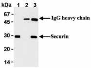 AM00356AF-N - Securin / PTTG1