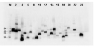 AM08434PU-S - DYKDDDDK Epitope Tag
