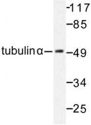AP06604PU-N - alpha Tubulin / TUBA1B