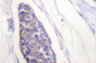 AP06604PU-N - alpha Tubulin / TUBA1B