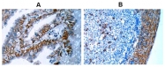 AM20043AF-N - CD138 / Syndecan-1