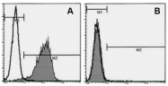 AM20043AF-N - CD138 / Syndecan-1