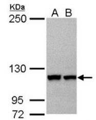 AP19037PU-N - RanBP5 / Importin-5
