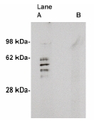 AP05278PU-N - SGMS2