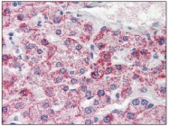 AM09015PU-N - Phosphoserine phosphatase
