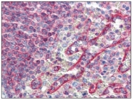 SM3053P - HLA class I alpha E / HLA-E