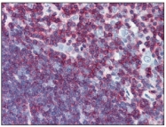 AM09001PU-N - CD45 / LCA
