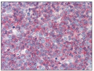 AM09001PU-N - CD45 / LCA