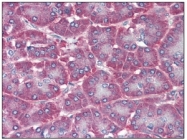 AM03116PU-N - CD73