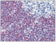AM09026PU-N - PDCD4