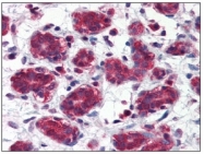 AM09029PU-N - PSMA / FOLH1