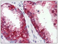 AM09002PU-N - CD29 / Integrin beta-1