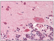 AM03203PU-S - Podoplanin
