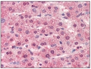 AM09006PU-N - Cathepsin L1