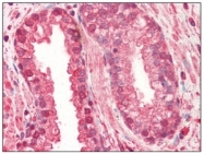 AM09006PU-N - Cathepsin L1