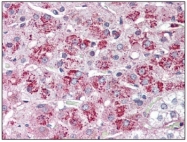 AP20070PU-N - Neurotensin receptor type 2