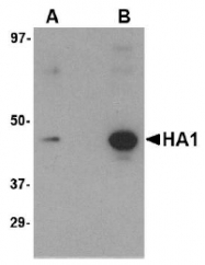 AM20121PU-N - Influenza A H5N1