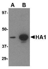 AM20122PU-N - Influenza A H5N1