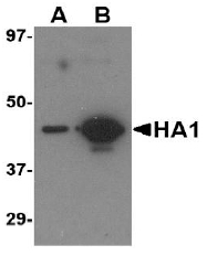 AM20123PU-N - Influenza A H5N1