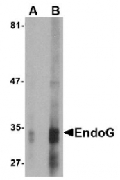 AM20128PU-N - Endonuclease G