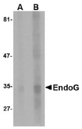 AM20130PU-N - Endonuclease G