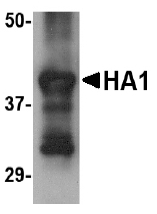 AM20132PU-N - Influenza A H5N1