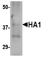 AM20133PU-N - Influenza A H5N1