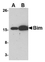 AM20138PU-N - Bcl-2-like 11