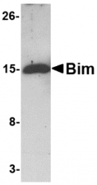 AM20139PU-N - Bcl-2-like 11