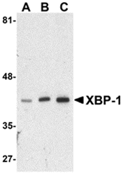 AP30991PU-N - XBP1 / TREB5
