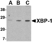 AP30990PU-N - XBP1 / TREB5