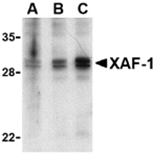AP30989PU-N - XAF1