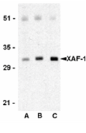 AP30988PU-N - XAF1