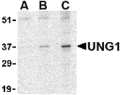 AP30979PU-N - Uracil-DNA glycosylase (UNG)