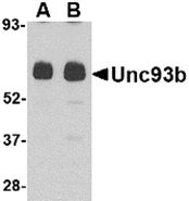 AP30977PU-N - UNC93B1