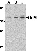 AP30034PU-N - CD5L / API6