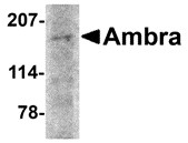 AP30048PU-N - AMBRA1