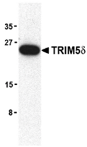 AP30953PU-N - TRIM5 / RNF88