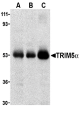 AP30951PU-N - TRIM5 / RNF88