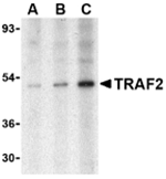 AP30935PU-N - TRAF2 / TRAP3