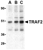 AP30934PU-N - TRAF2 / TRAP3