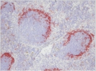 SM066B - CD169 / SIGLEC1