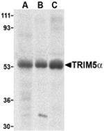 AP30950PU-N - TRIM5 / RNF88