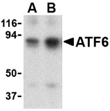 AP30089PU-N - ATF6 alpha