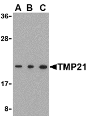 AP30919PU-N - TMED10 / TMP21