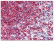 SM3153P - CD44