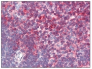 SM3153P - CD44