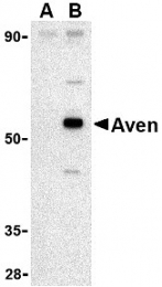 AP30098PU-N - AVEN