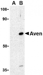 AP30099PU-N - AVEN