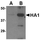 AP30106PU-N - Influenza A H5N1